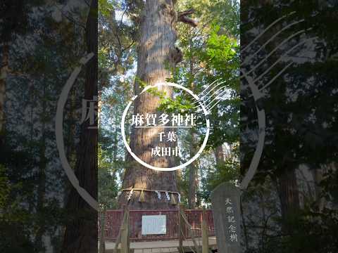 【開運スポット】麻賀多神社  神社 パワースポット 開運 神社巡り shorts サムネイル