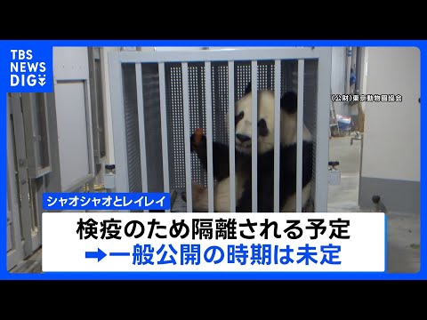 双子パンダ「シャオシャオ」「レイレイ」 中国に到着　検疫のため隔離へ　一般公開の時期は未定｜TBS NEWS DIG