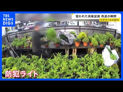 【窃盗の瞬間】高級盆栽7本盗まれる 被害額は数百万円 わずか1分の犯行｜TBS NEWS DIG