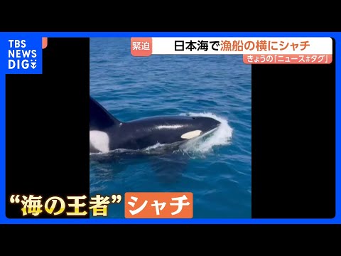 「えぐい、えぐい！」日本海で漁船に近づいてきたのは…“海の王者”シャチ　石川・能登町の漁師も驚く「宝くじに当たったレベ… サムネイル