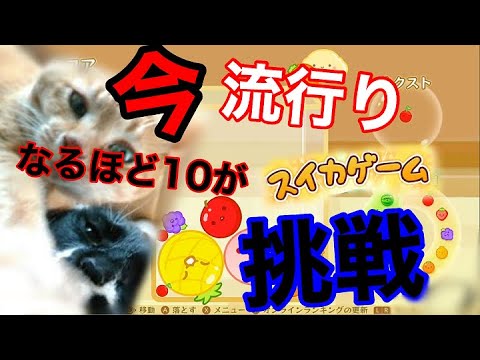 初見さん大歓迎♪雑談型なるほど10ライブ配信(スイカゲーム)
