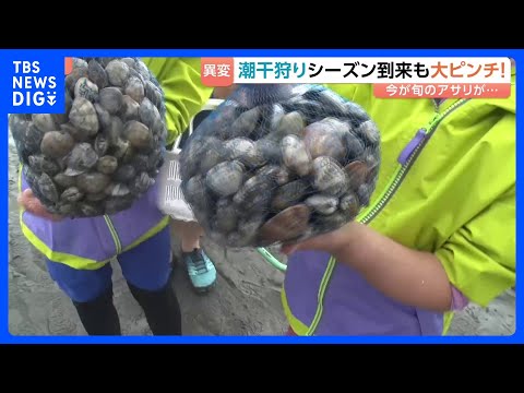 シーズン到来も国産アサリ激減で潮干狩りピンチ！「多くの人に楽しんでもらいたい」 潮干狩り場では別の産地の貝を撒いて対策… サムネイル