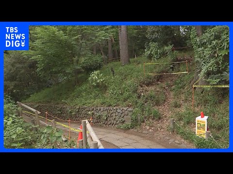東京・杉並区「善福寺公園」で高さ30ｍのクヌギが倒木　去年5月の点検で“異常な音がする”として経過観察中　けが人なし｜… サムネイル