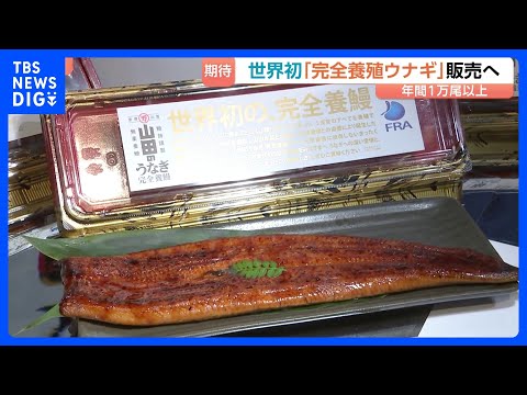 1尾あたり4860円「完全養殖ウナギ」29日から世界初の一般販売　ウナギ生産の救世主となるか｜TBS NEWS DIG