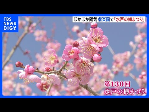 「春が近づいてきた」茨城・水戸市の偕楽園で梅まつり　ぽかぽか陽気で半分ほどの梅が見頃に　来月22日まで開催｜TBS N…