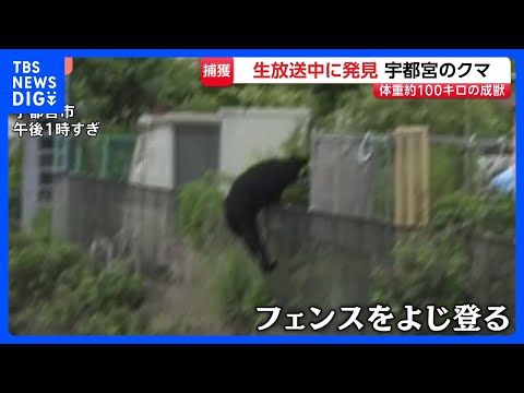 宇都宮のクマ捕獲　オスの成獣で体長1m超・体重100キロ近く　住民「無事捕獲されて良かった」｜TBS NEWS DIG サムネイル