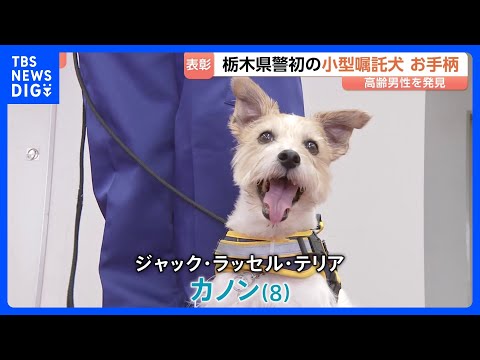 ジャック・ラッセル・テリアの警察犬がお手柄　道に迷った80代男性を発見して表彰　栃木県初の小型警察犬｜TBS NEWS… サムネイル