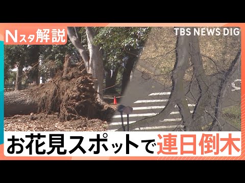 都内有数のお花見スポットの公園で連日倒木…倒木などの事故は増加傾向　樹木医も「大きな問題」と警鐘【Nスタ解説】｜TBS… サムネイル