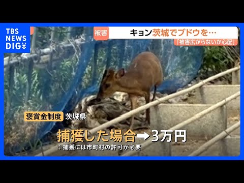 「やめろやめろ！」キョンがブドウをムシャムシャ　茨城でも農作物被害　茨城に定着すると本州全域に定着のおそれも｜TBS… サムネイル