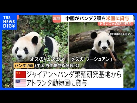 中国がパンダ2頭をアメリカに貸与　トランプ大統領の訪中前に発表　アトランタ動物園に オス「平平（ピンピン）」とメス「福… サムネイル