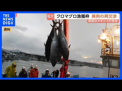 太平洋のクロマグロ漁獲枠「拡大」で合意 異例の交渉再開で“日本の提案に近い形”に 11月末に最終決定へ|TBS NEW…