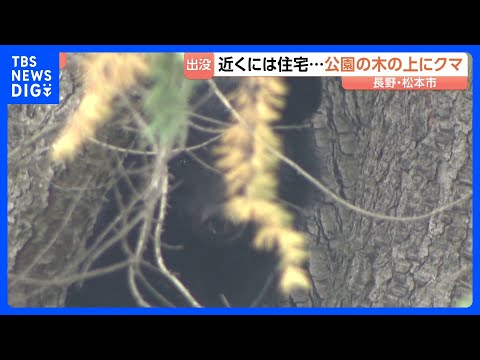 長野・松本市の公園 木の上でクマ見つかり捕獲　きのうから周辺で目撃情報相次いでいた｜TBS NEWS DIG サムネイル