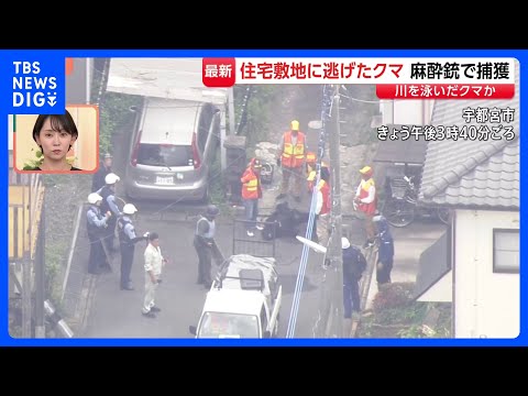 宇都宮のクマ麻酔銃で捕獲　3回目で命中　“若い成獣でオスのツキノワグマか”　住宅街の庭に出没【現場中継】｜TBS NE… サムネイル