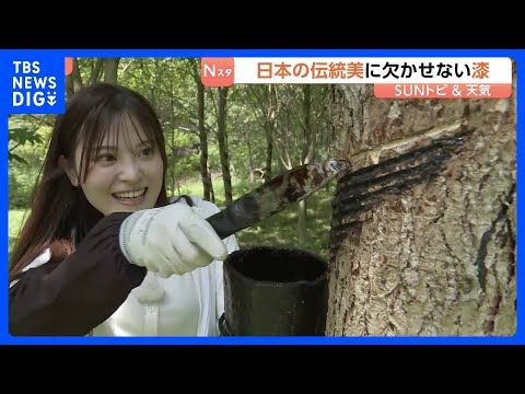 黒い溝は何のため?日本伝統美に欠かせない「漆」 国産はわずか 「大子漆」7~8月に最も高品質な漆が 1本の木から牛乳瓶…