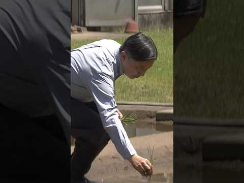 【天皇陛下が田植え】毎年恒例　皇居内の水田で苗を1株ずつ丁寧に植えられる｜TBS NEWS DIG shorts サムネイル