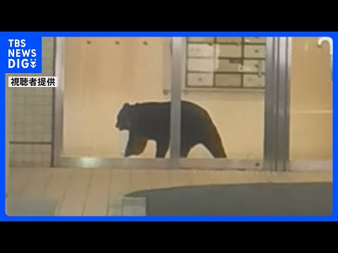 青森市中心部の複合商業ビルにクマ1頭が居座る　緊急銃猟で駆除｜TBS NEWS DIG サムネイル