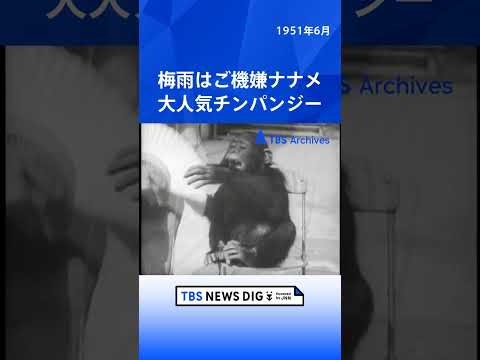 梅雨はご機嫌ナナメ 大人気チンパンジー｜TBS NEWS DIG shorts サムネイル