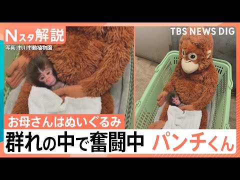 「パンチくん」群れの中で奮闘中　“ぬいぐるみと成長”過去には「クマ」と…その後は出産も【Nスタ解説】｜TBS NEWS… サムネイル