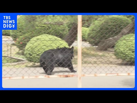 防犯カメラにクマ襲撃の瞬間 住宅街などで4人襲い福島市の工場内に居座る　相次ぐ“クマ被害”　岩手・自宅侵入のクマに「な… サムネイル