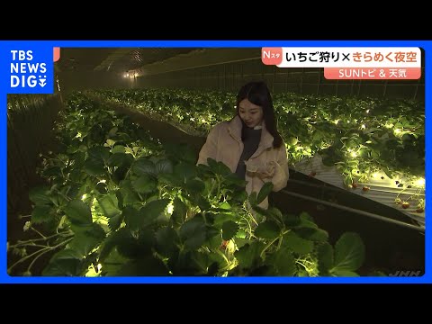 少し変わったいちご狩り体験　おとぎの国に、きらめく夜空も【SUNトピ】｜TBS NEWS DIG