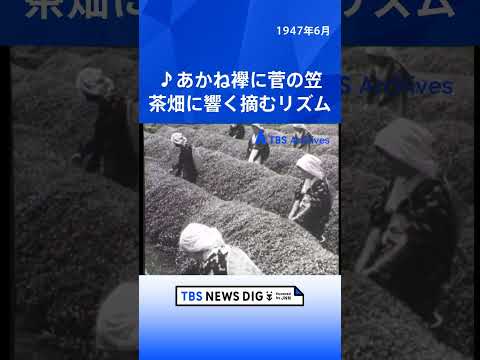 ♪あかね襷に菅の笠 茶畑に響く摘むリズム｜TBS NEWS DIG shorts サムネイル
