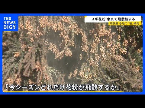 あす春節　賑わう観光地では「目薬とティッシュは必ず…」スギ花粉　東京で飛散開始　一方でインフルB型急増　1シーズンで2… サムネイル