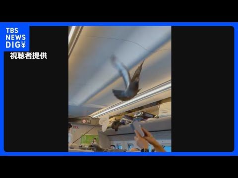 きょう8月10日は「鳩の日」 東北新幹線の車内にハトが迷い込む ハトも帰省?|TBS NEWS DIG