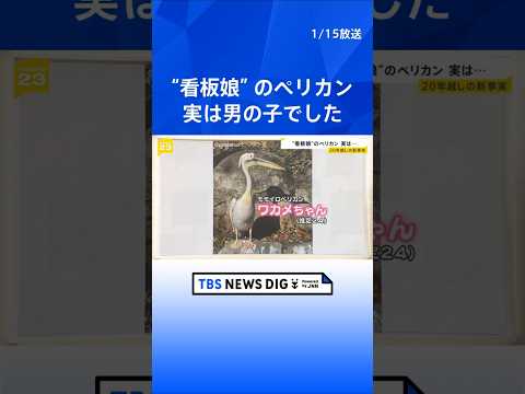 ペリカン“看板娘”「ワカメちゃん」、実は男の子でした｜TBS NEWS DIG shorts サムネイル
