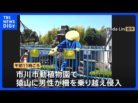 パンチくんの猿山に着ぐるみを着た男性が柵を乗り越え侵入　2人を警察に引き渡す　自称アメリカ国籍と話す　千葉・市川市｜T…