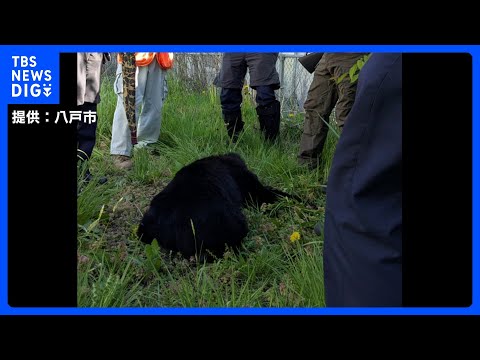 「弾が外れると飛んでいく」青森県で初の緊急銃猟　猟友会のハンターが語る“発砲の難しさ”　生活圏に相次ぐクマ出没｜TBS… サムネイル