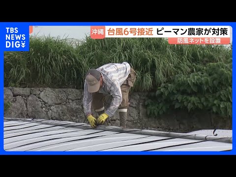台風6号接近 ピーマン農家が対策に追われる「なるべく最低限で済んでほしい」　沖縄｜TBS NEWS DIG サムネイル