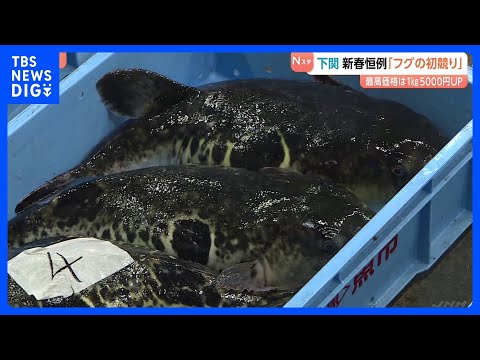 下関で新春恒例フグの初競り　今年は大きく質良し 最高価格は1kg5000円アップ｜TBS NEWS DIG サムネイル