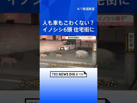 ウリ坊5頭を引き連れ…“イノシシ親子”が神戸市の住宅街を闊歩「行動が予測できない」カメラが捉えた“人間も恐れない大胆な…