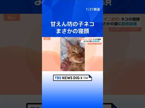 腹筋崩壊級の面白さ! 子ネコの寝顔が話題 どうしたらこの表情に!? いつも添い寝の甘えん坊 飼い主から離れない｜TBS…