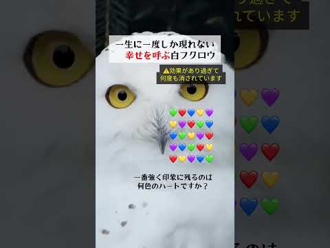 🦉5秒目を見つめると福が来る🍀フクロウは、「不苦労(苦労しない)」「福来郎(福が来る)」「福老(豊かに年をとる)」など…