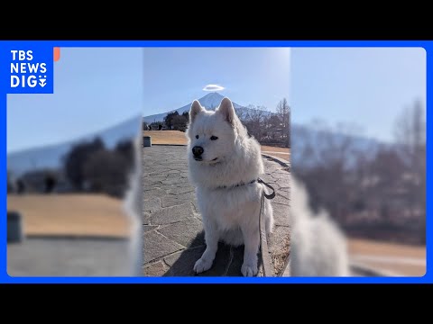【サモエド奇跡の1枚】富士山背景に「まるで天使！？」SNSで4.8万いいね！｜TBS NEWS DIG サムネイル