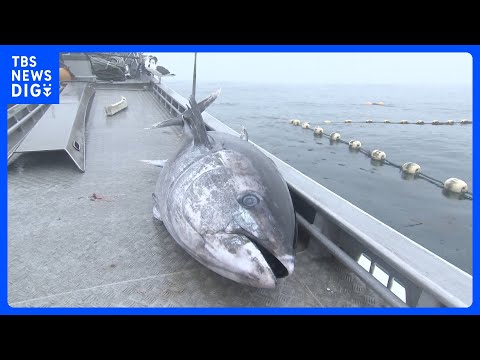 クロマグロ獲れすぎ…売れば10万円も「海に捨てるしかない」 日本提案の漁獲枠25%拡大案、メキシコが直前で別案支持し合…
