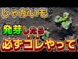 【じゃがいも】発芽したら必ずやるべき事について。発芽後の管理についても解説します楽農tech