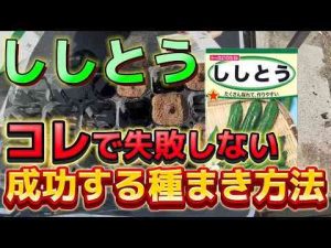 【ししとう】失敗のリスクを下げる種まき方法 これで絶対成功します 発芽しやすい方法をご紹介楽農tech